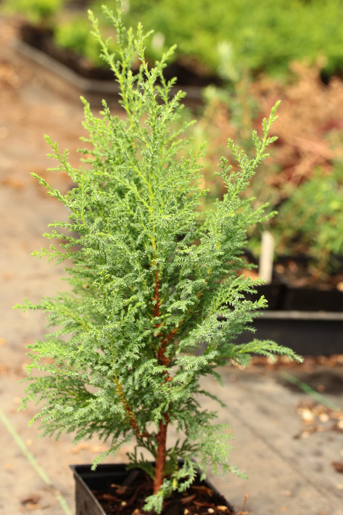 Chamaecyparis thyoides 